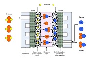 A One-Dimensional Heat, Mass and Charge Transfer Model for a Polymer Electrolyte Fuel Cell Stack